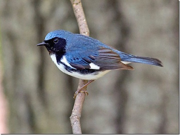 Black-throated Blue Warbler 2aa_thumb-1